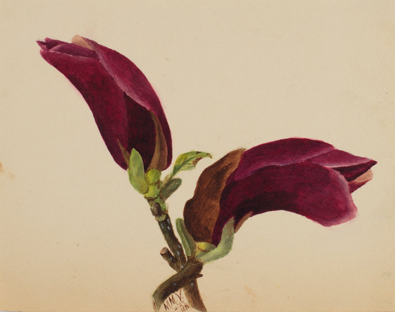 (Sem título - Estudo de uma flor) de Mary Vaux Walcott