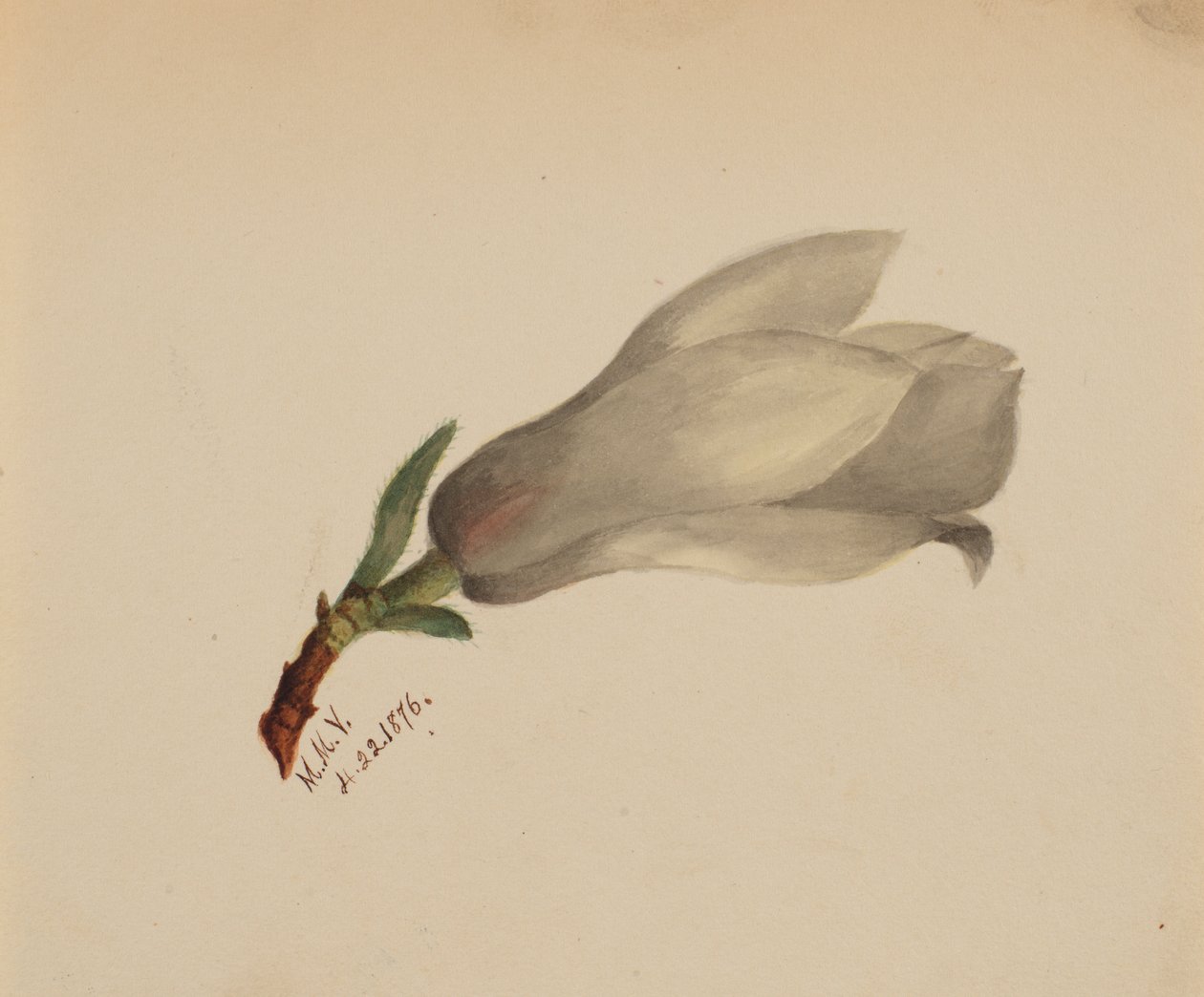 (Sem título - Estudo de uma flor) de Mary Vaux Walcott