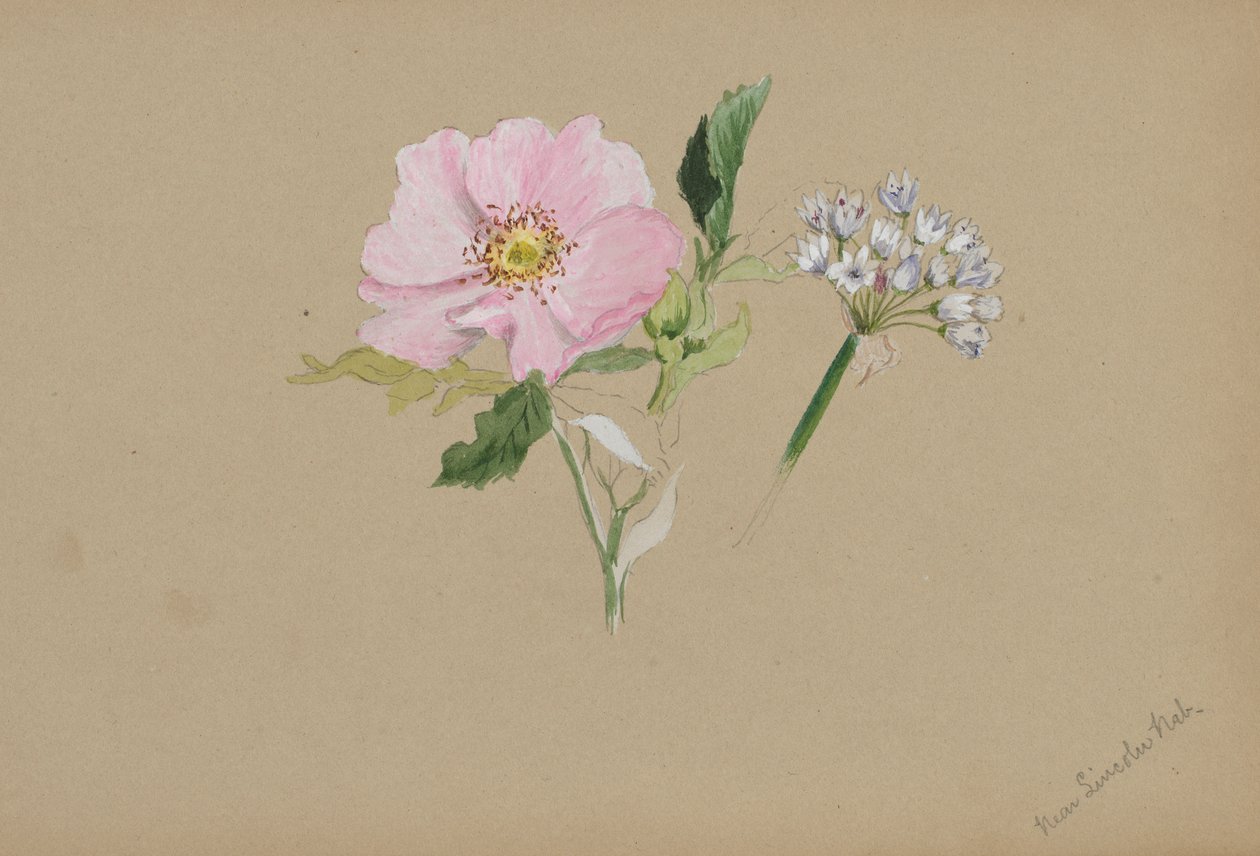 (Sem título - Estudo de uma flor) de Mary Vaux Walcott
