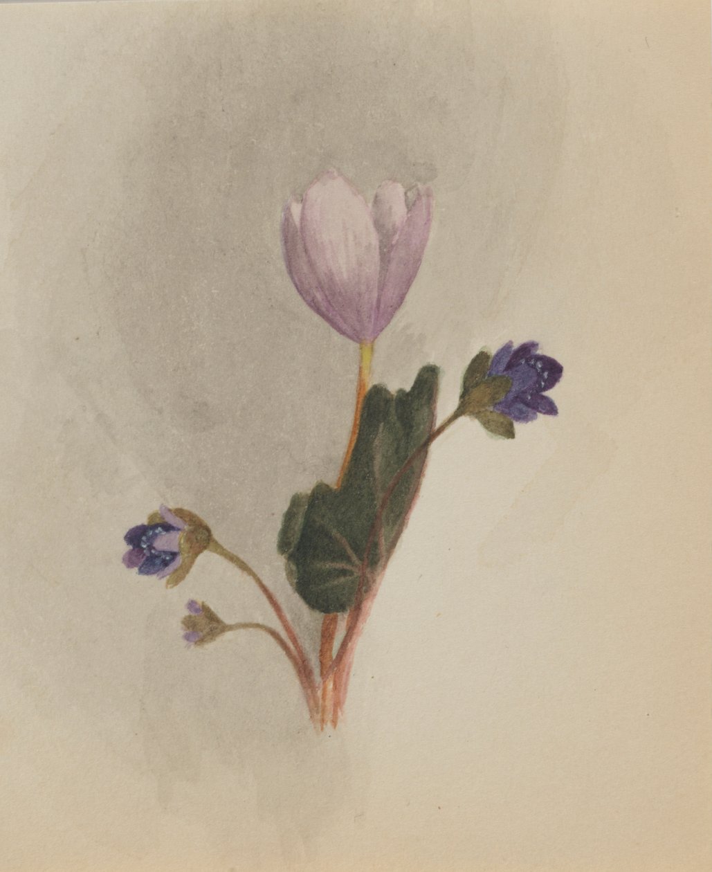 (Sem título - Estudo de uma flor) de Mary Vaux Walcott