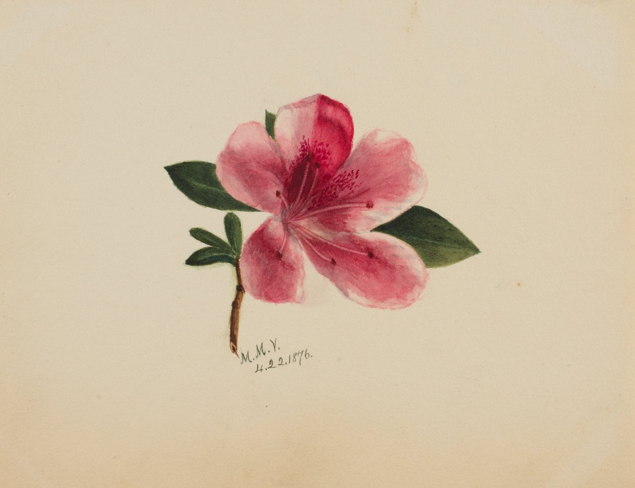 (Sem título - Estudo de uma flor) de Mary Vaux Walcott