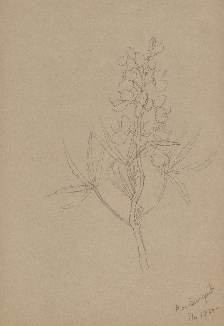 (Sem título - Estudo de uma flor) de Mary Vaux Walcott