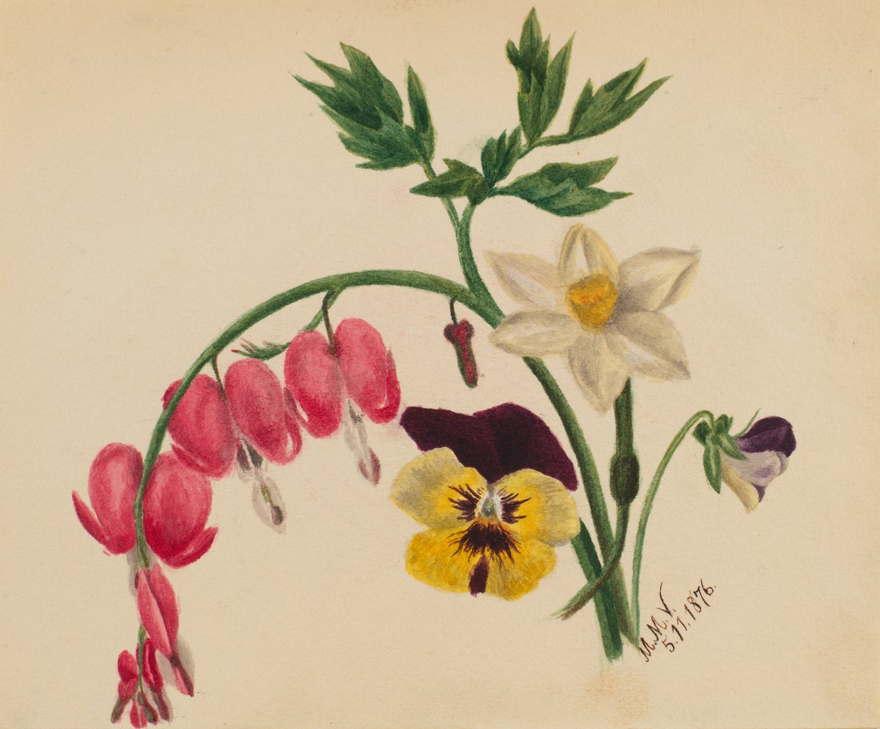 (Sem título--Mistura de flores) de Mary Vaux Walcott