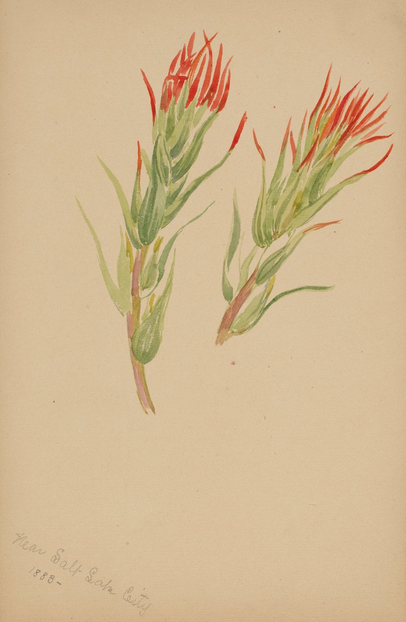 (Sem título - Estudo de plantas) de Mary Vaux Walcott