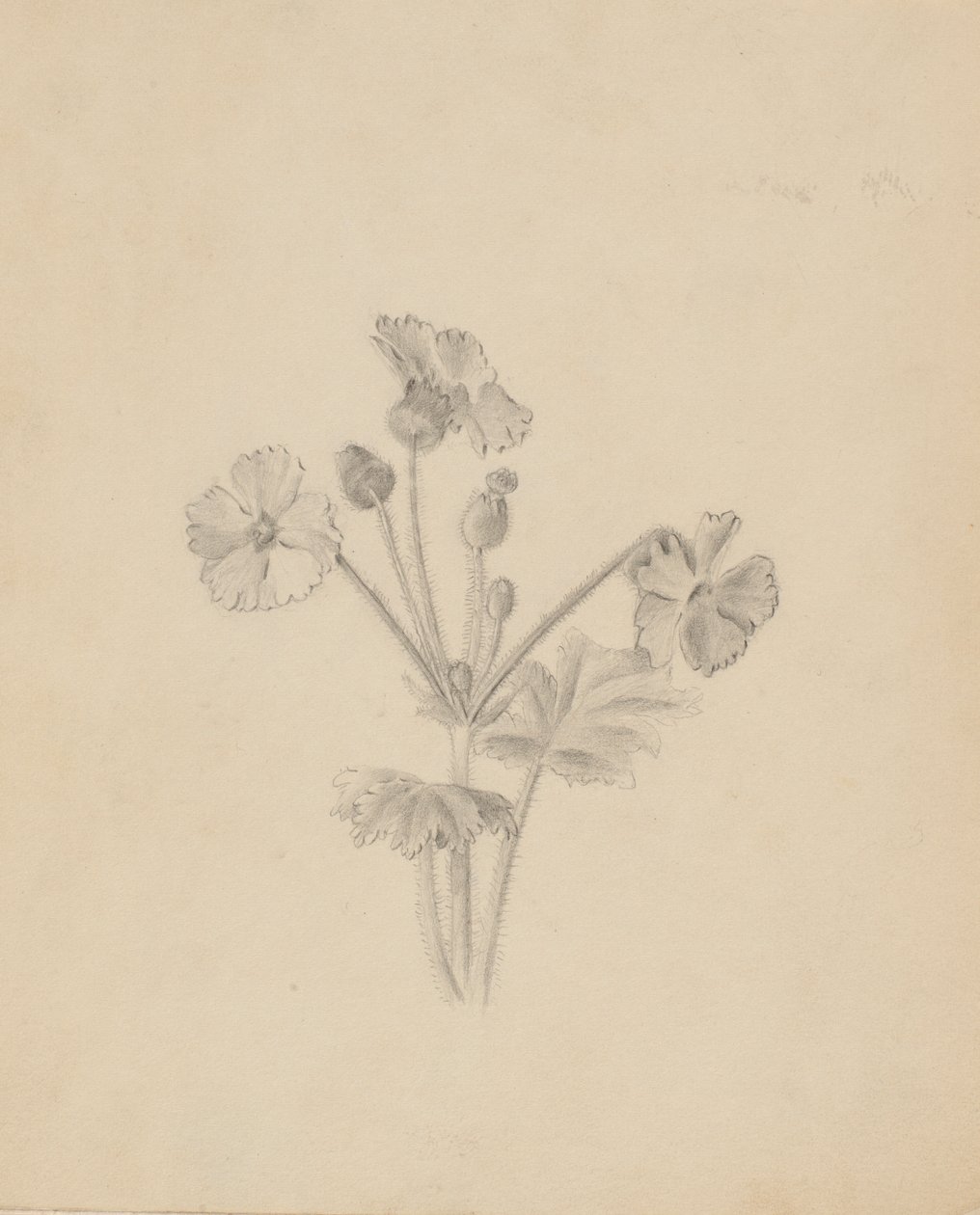 (Sem título - Estudo de plantas) de Mary Vaux Walcott