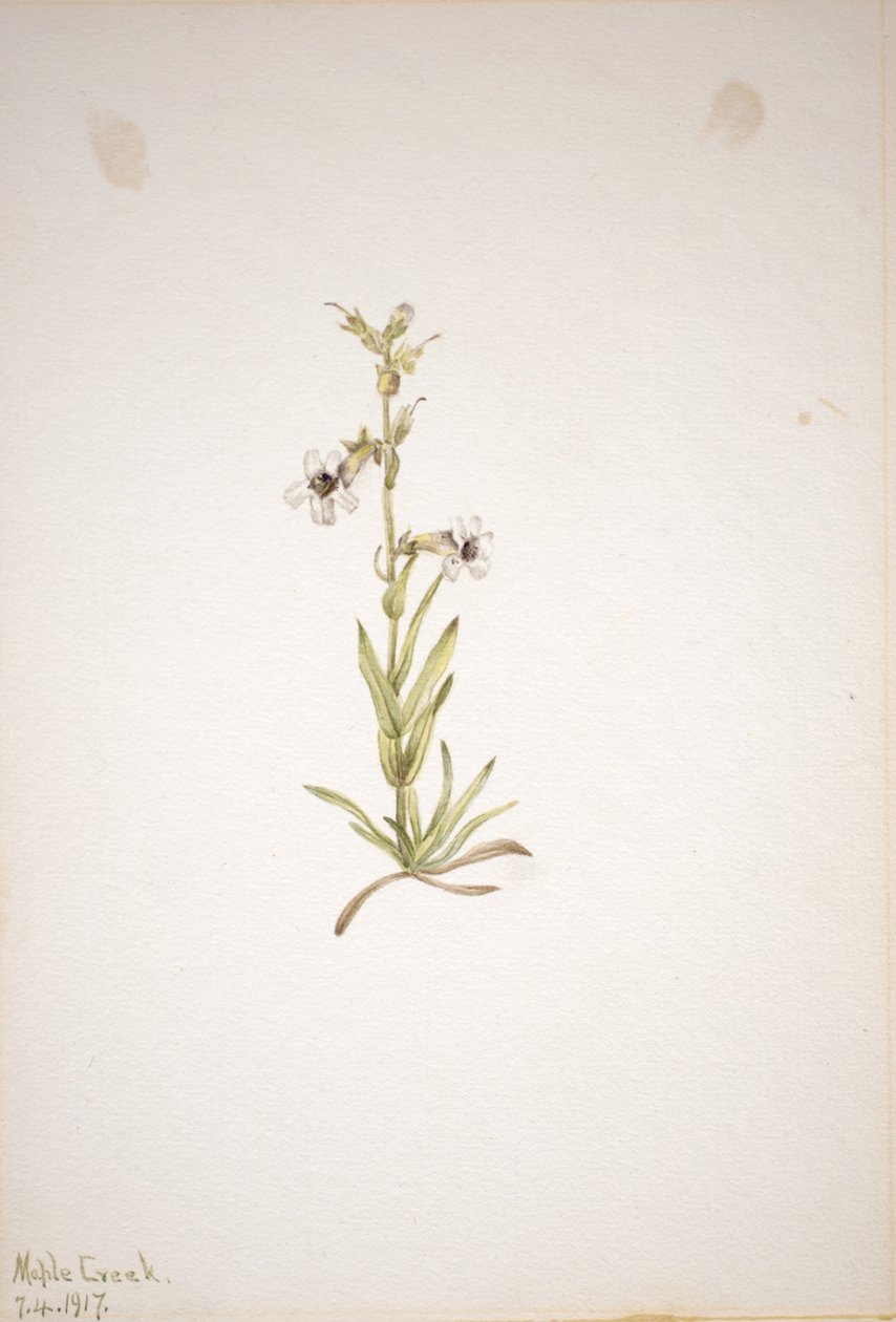 (Sem título - Estudo de plantas) de Mary Vaux Walcott