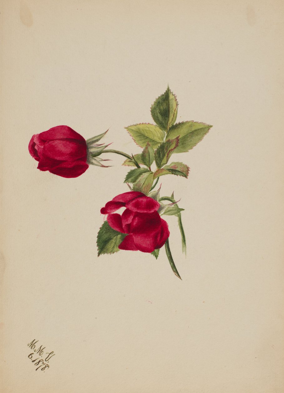 (Sem título--Rose) de Mary Vaux Walcott