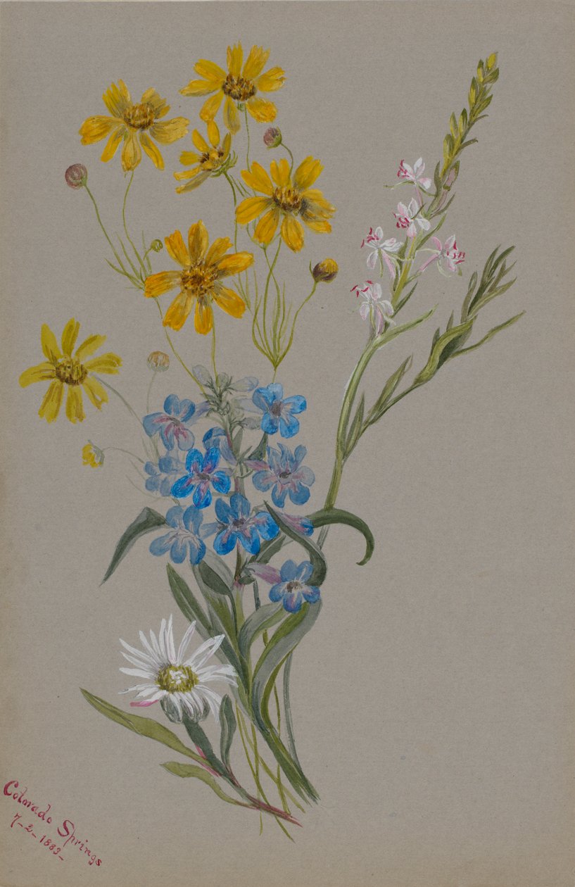 (Sem título, Grupo de flores) de Mary Vaux Walcott