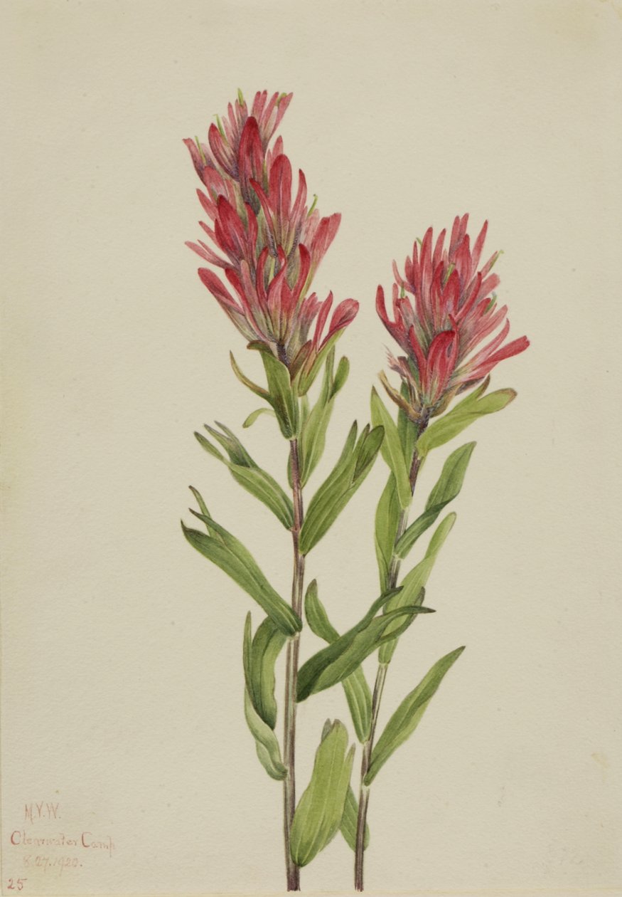Alberta Paintbrush Catilleja miniata, 1920. de Mary Vaux Walcott