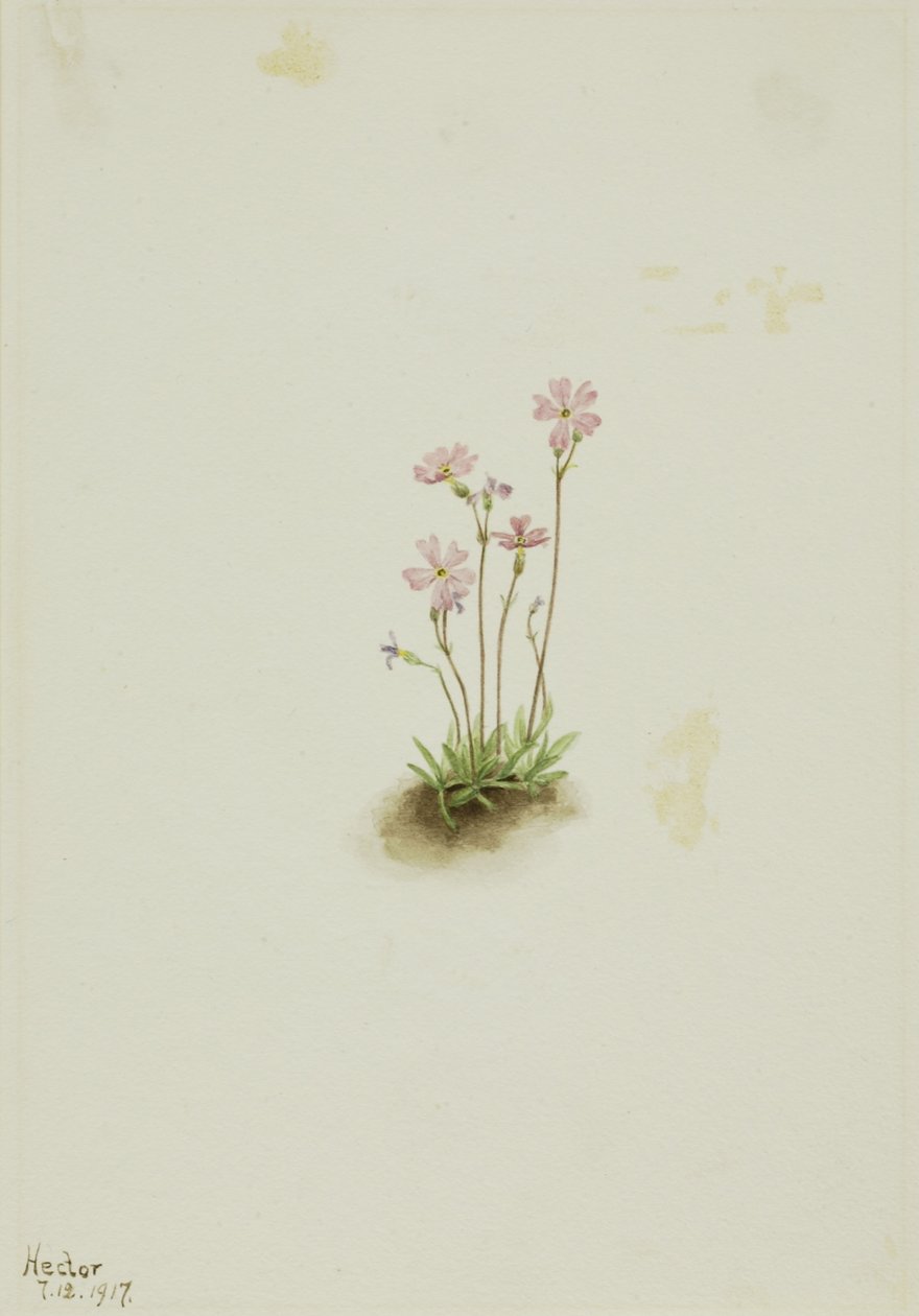 Prímula de Alberta (Primula maccalliana) de Mary Vaux Walcott