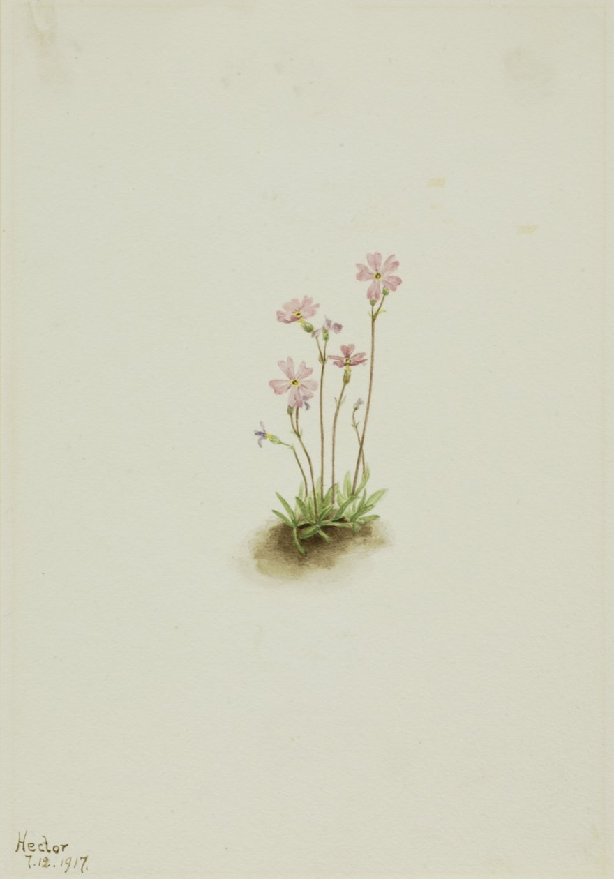 Alberta Primrose Primula maccalliana, 1917. de Mary Vaux Walcott
