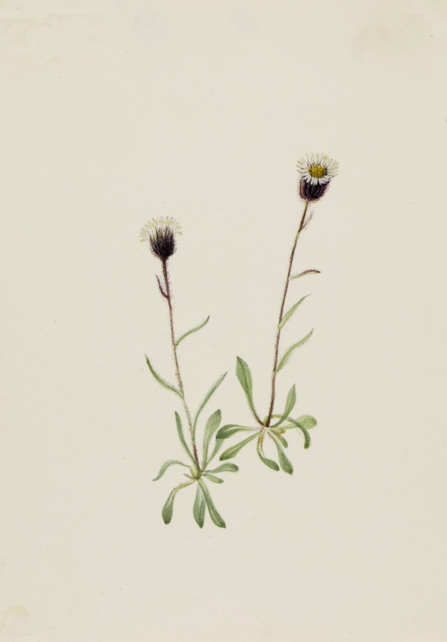 Aleutian Fleabane Erigeron unalaschensis, n.d. de Mary Vaux Walcott