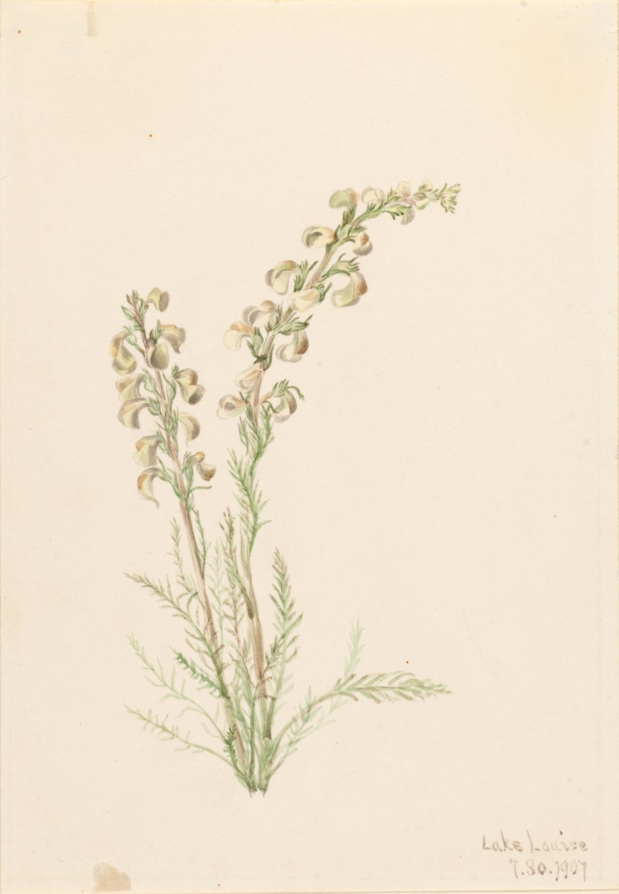 Feto alpino (Pedicularis contorta) de Mary Vaux Walcott