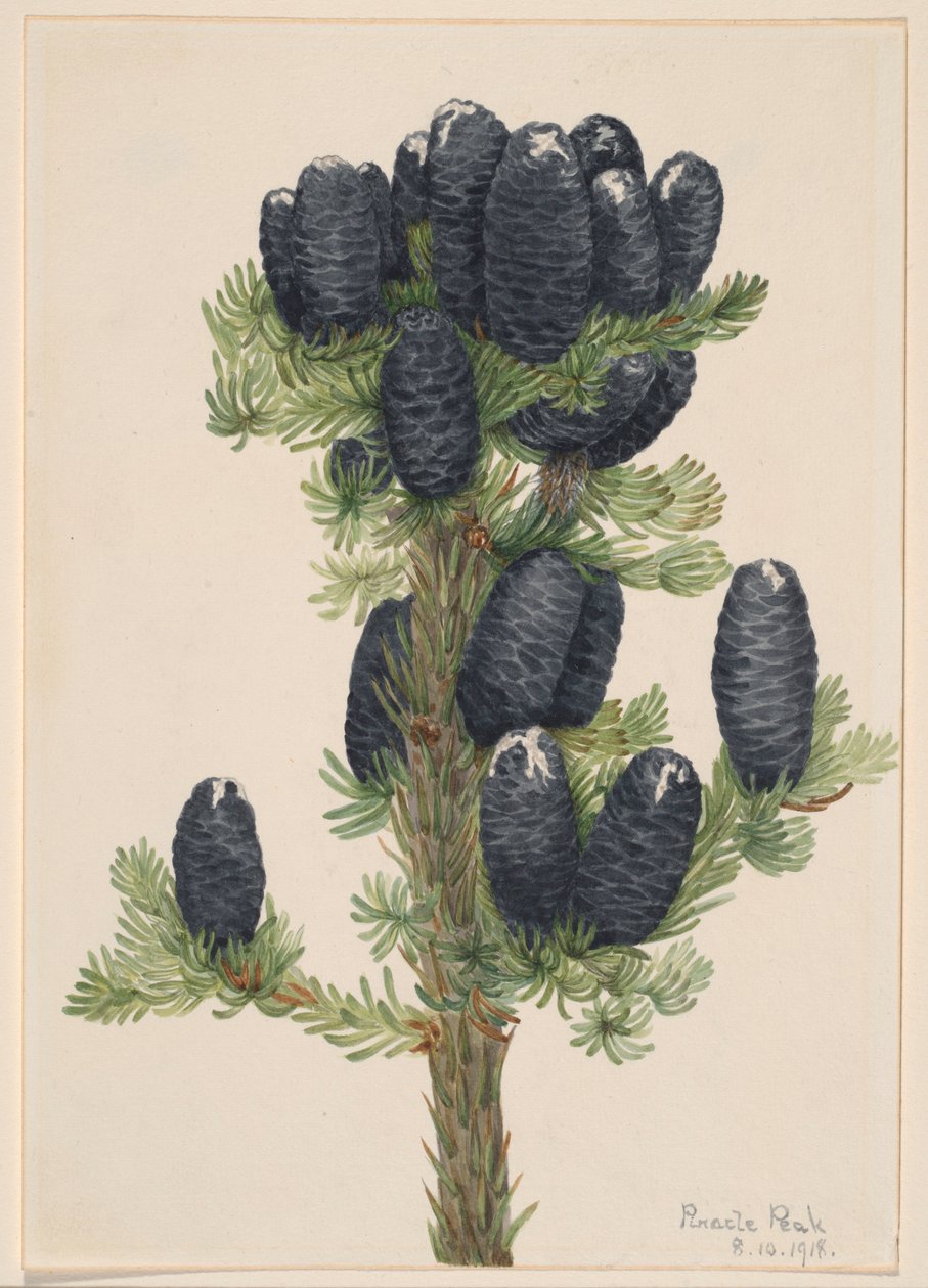 Abeto alpino (Abies lasiocarpa) de Mary Vaux Walcott