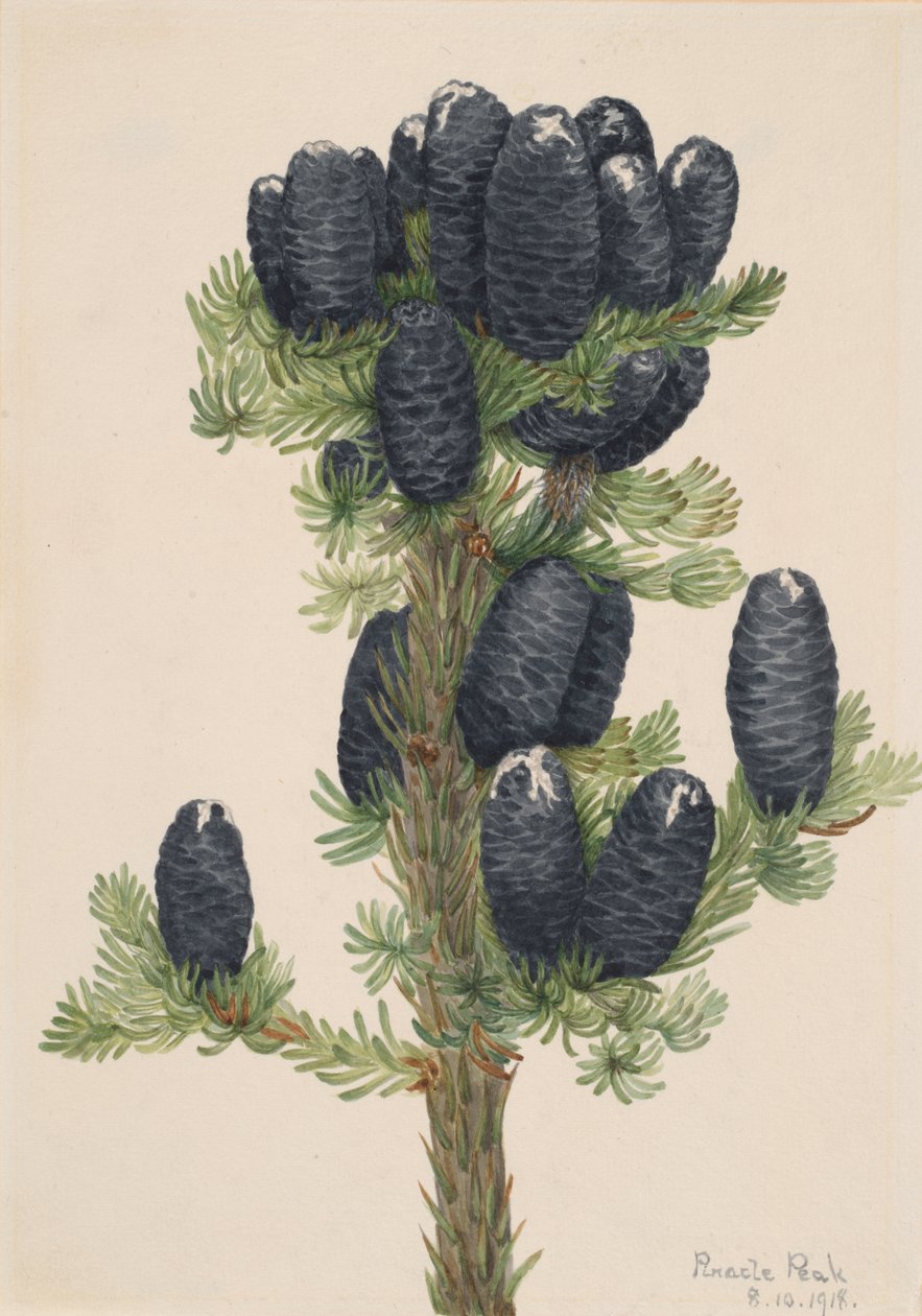 Alpine Fir Abies lasiocarpa, 1918. de Mary Vaux Walcott