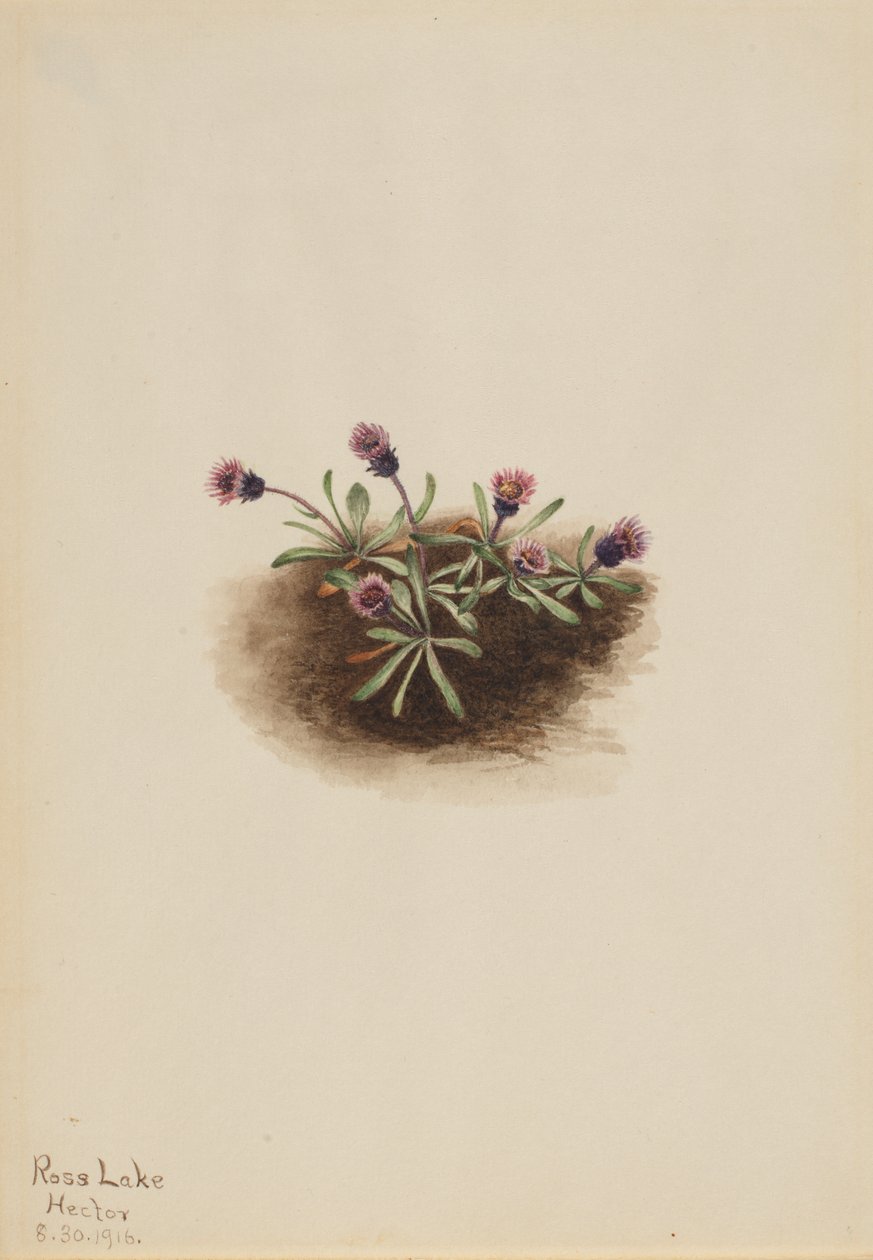 Alpine Fleabane Erigeron unalaschcensis, 1916. de Mary Vaux Walcott