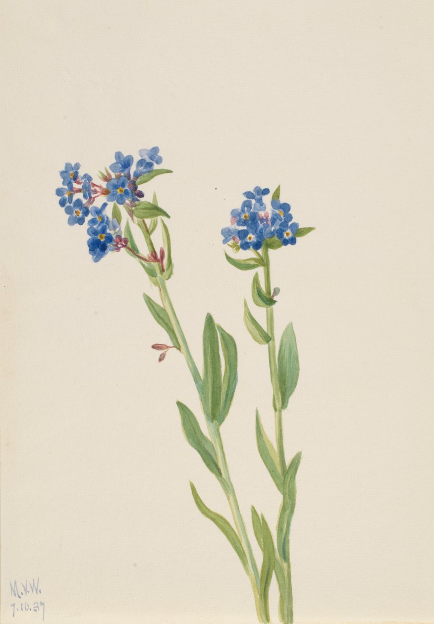 Alfacinha (Myosotis alpestris) de Mary Vaux Walcott
