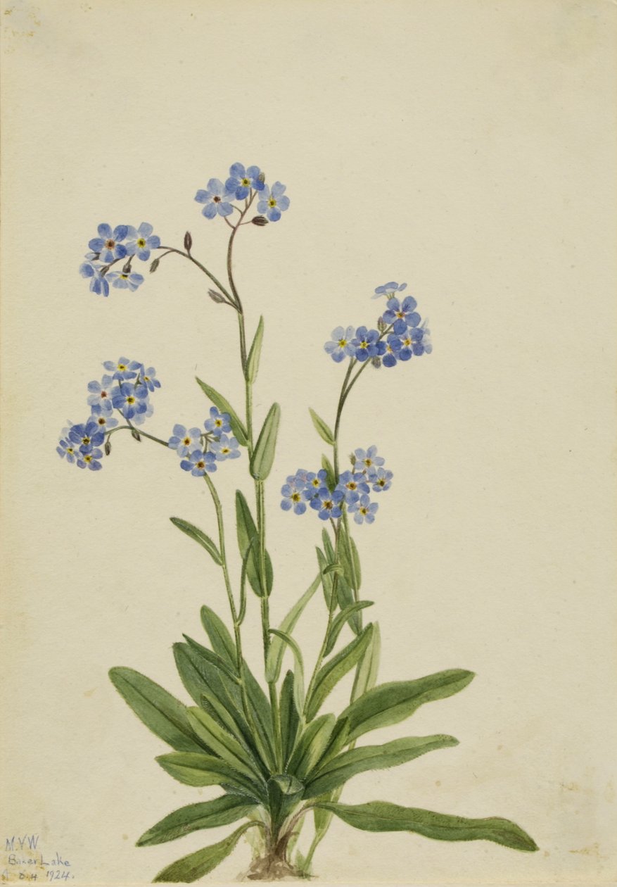 Miosótis alpina (Myosotis alpestris) de Mary Vaux Walcott