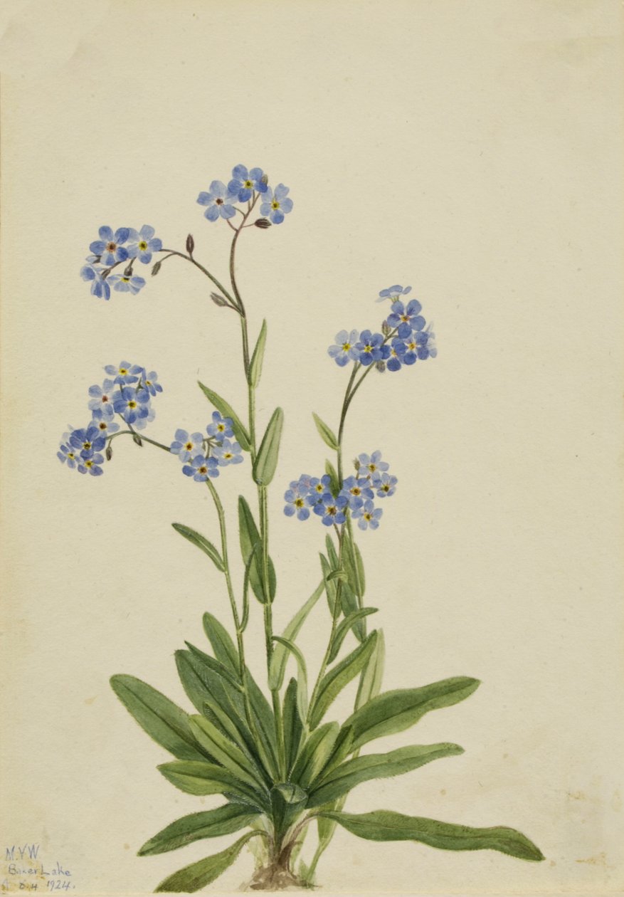 Alpine Forget-me-não Myosotis alpestris, 1924. de Mary Vaux Walcott