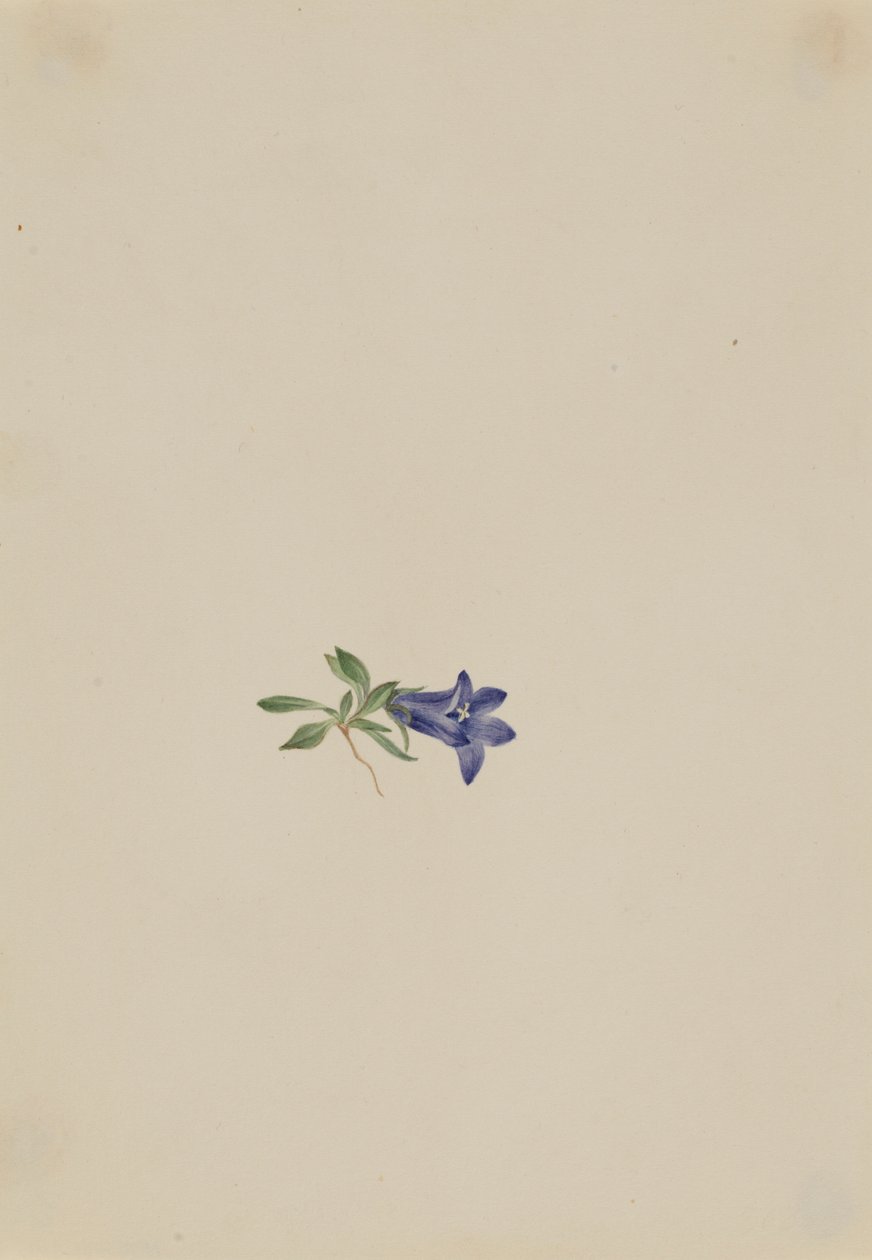 Campainha alpina (Campanula lasiocarpa) de Mary Vaux Walcott