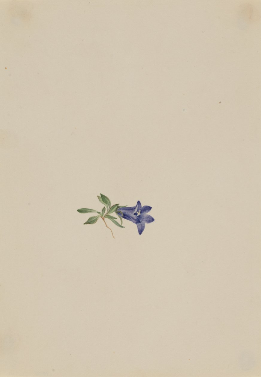 Alpine Harebell Campanula lasiocarpa, n.d. de Mary Vaux Walcott