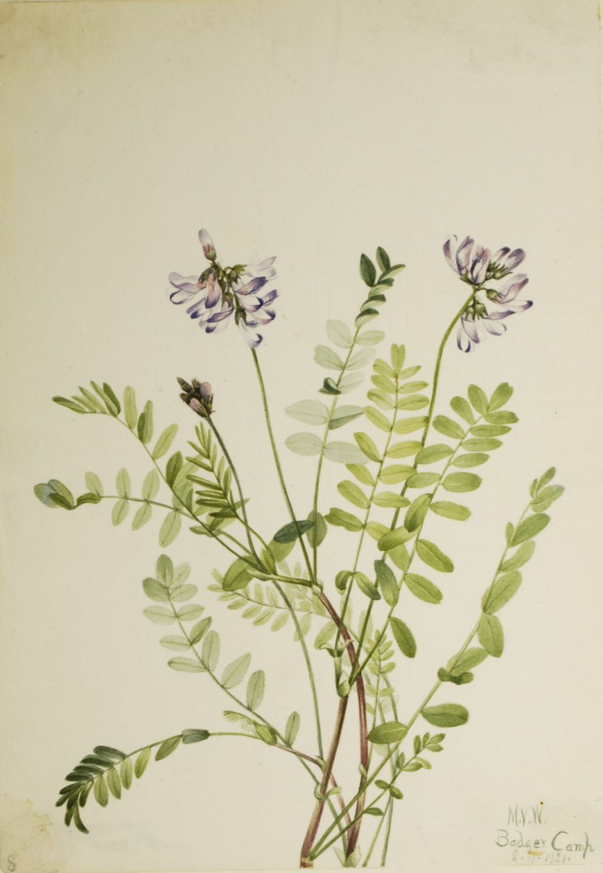 Ervilha-de-leite alpina (Astragalus alpinus) de Mary Vaux Walcott