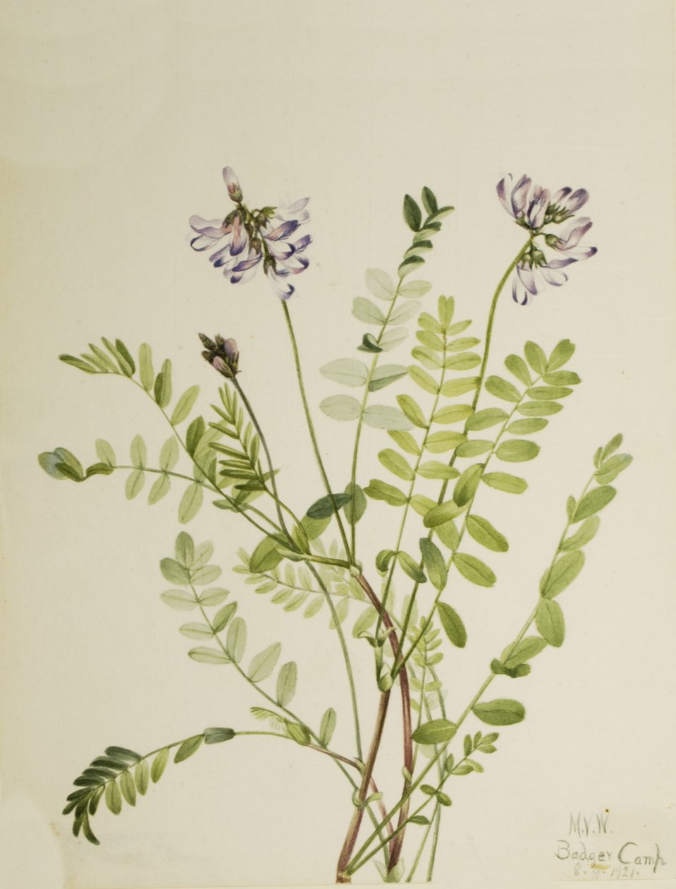 Alpine Milkvetch Astragalus alpinus, 1921. de Mary Vaux Walcott