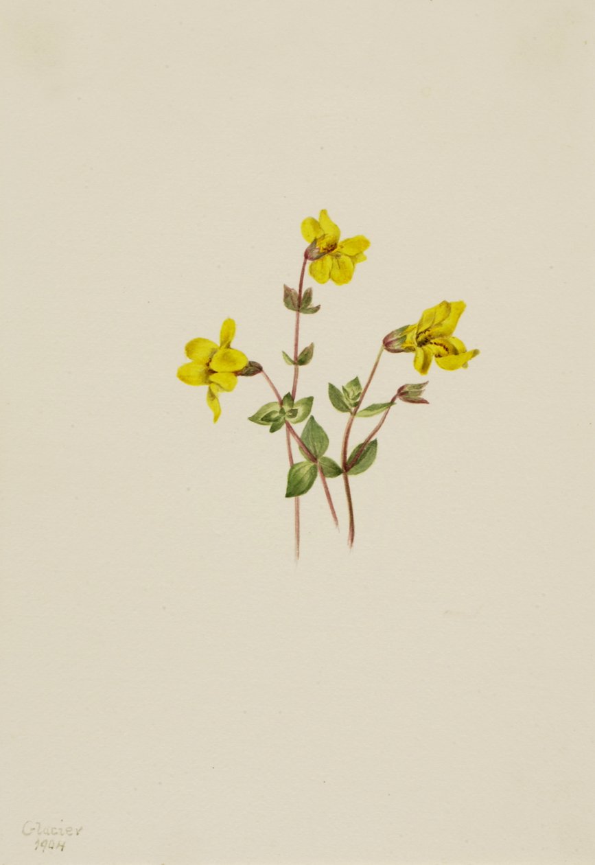 Alpine Monkey Flower Mimulus caespitosus, 1904. de Mary Vaux Walcott