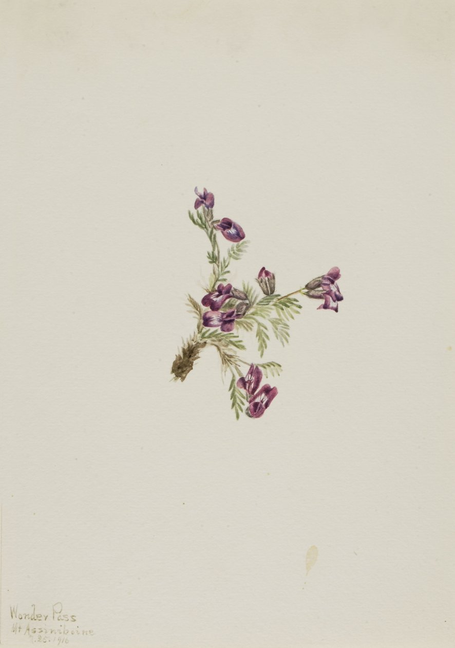 Ervilhaca alpina (Oxytropis podocarpa) de Mary Vaux Walcott