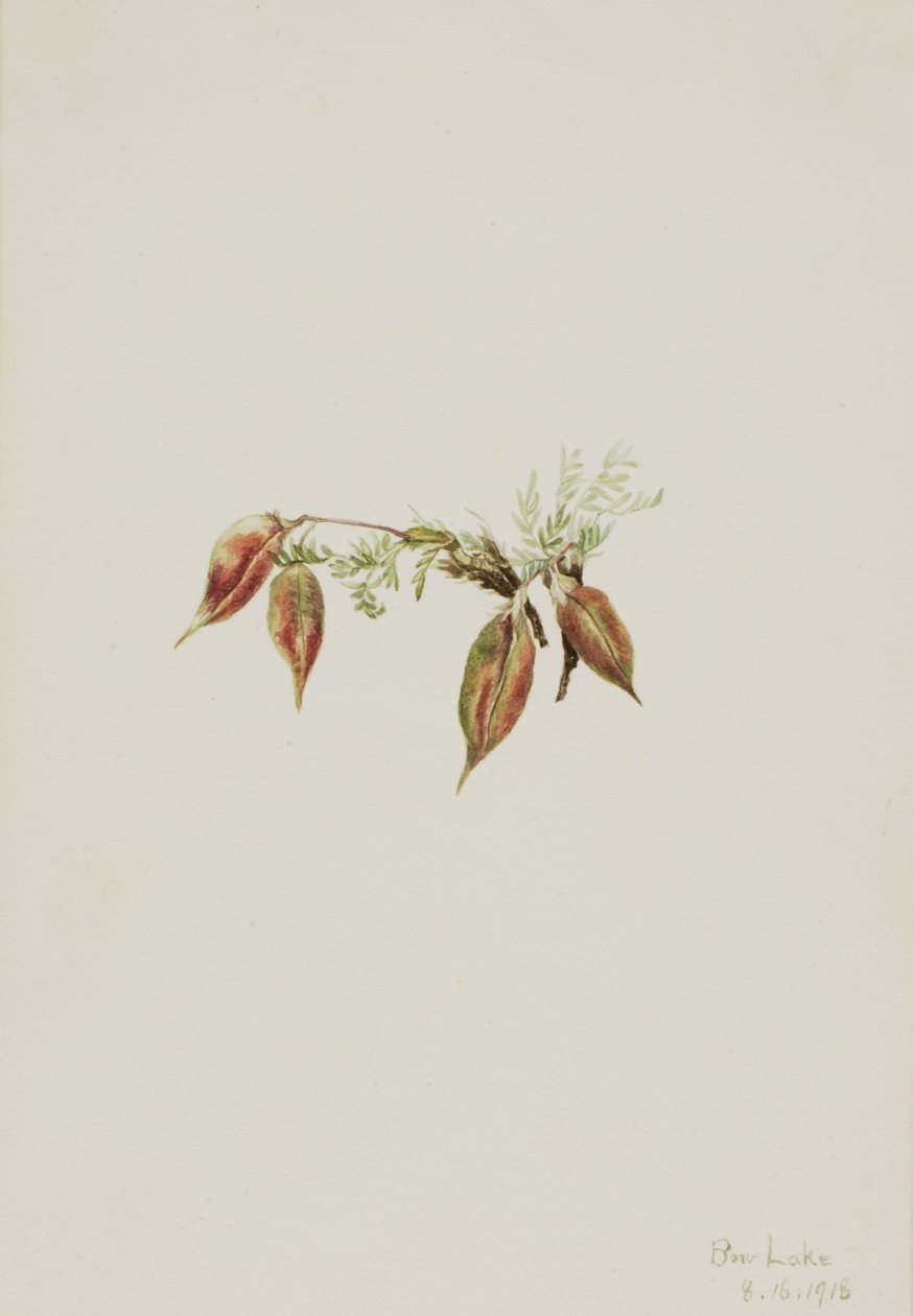 Ervilhaca alpina (Oxytropis podocarpa) de Mary Vaux Walcott