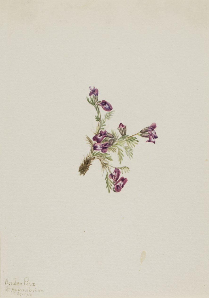 Alpine Pointvetch Oxytropis podocarpa, 1916. de Mary Vaux Walcott