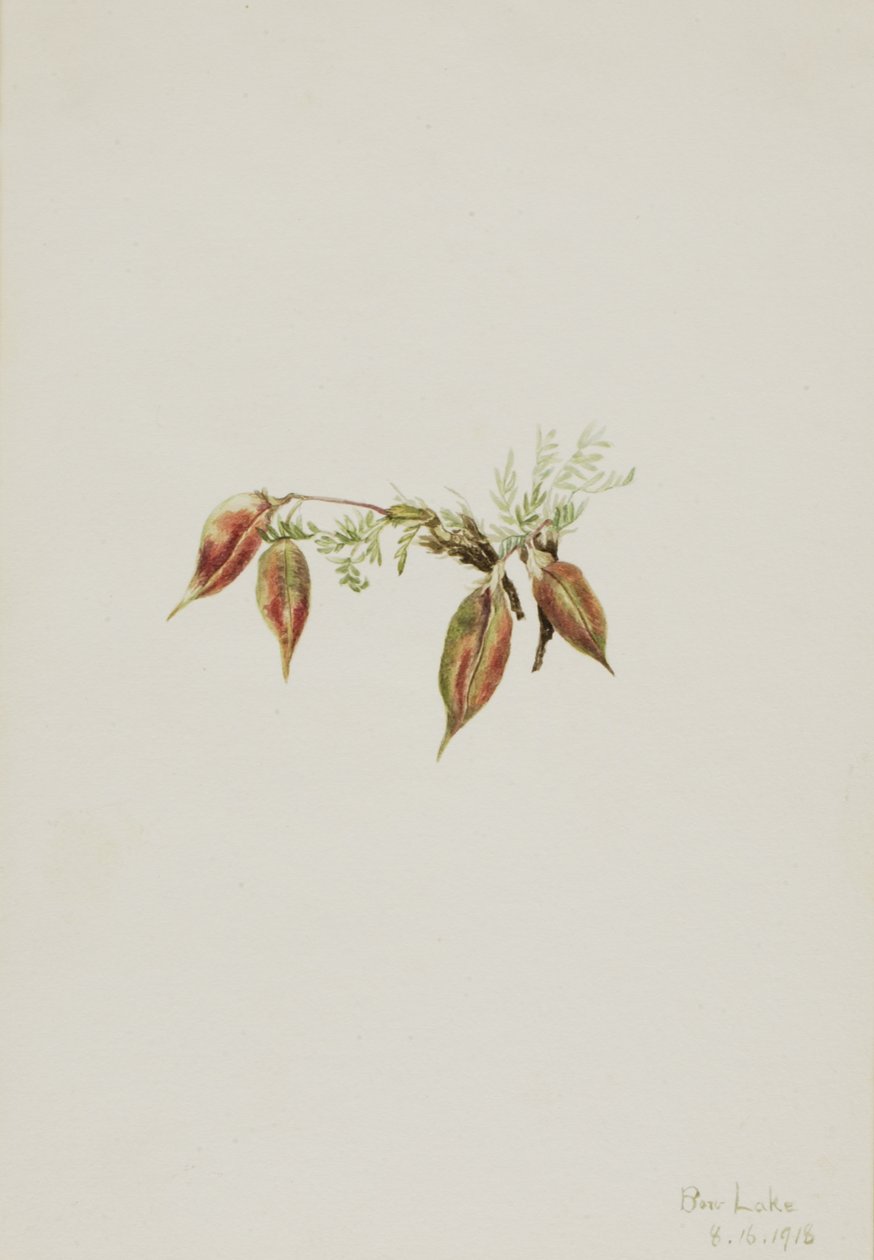 Alpine Pointvetch Oxytropis podocarpa, 1918. de Mary Vaux Walcott