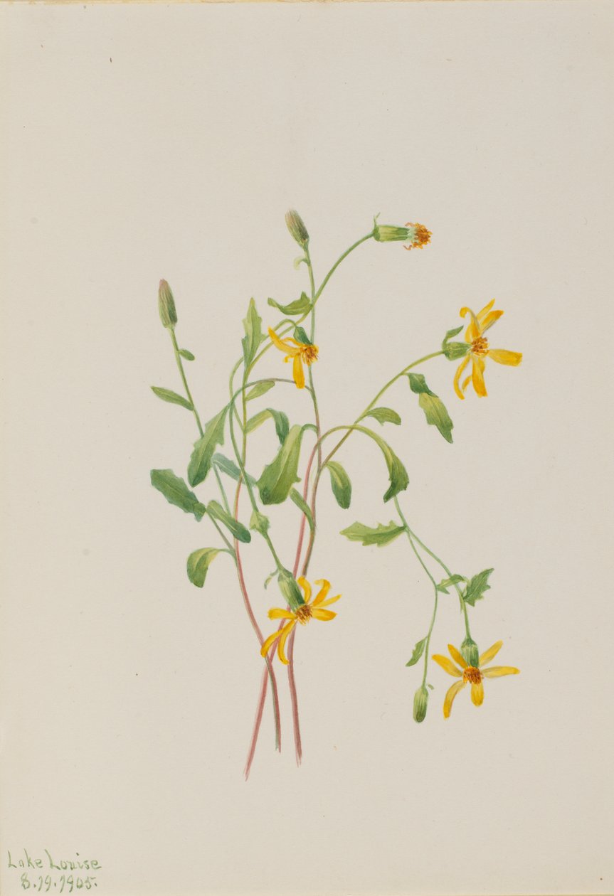 Erva-dos-alpes (Senecio species) de Mary Vaux Walcott