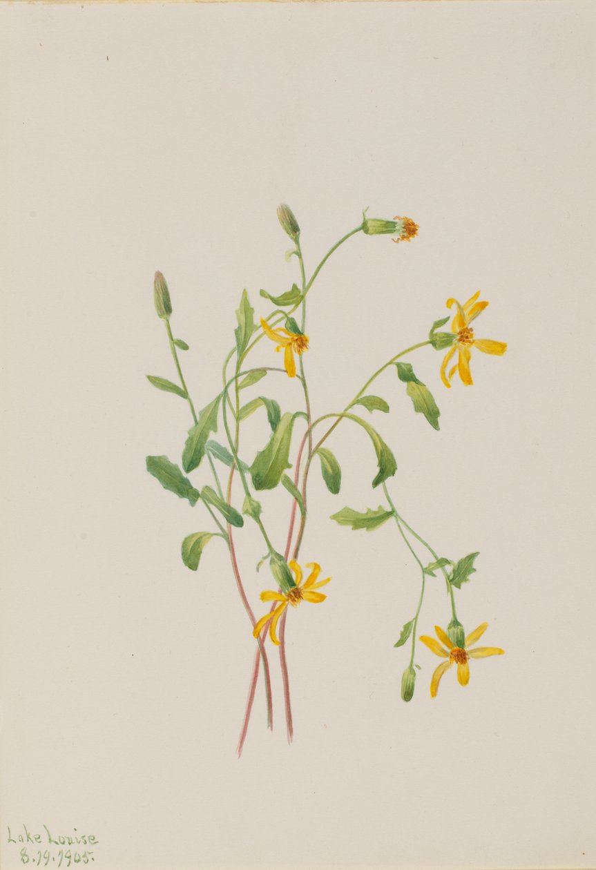 Espécie de Ragwort Senecio Alpino, 1905. de Mary Vaux Walcott