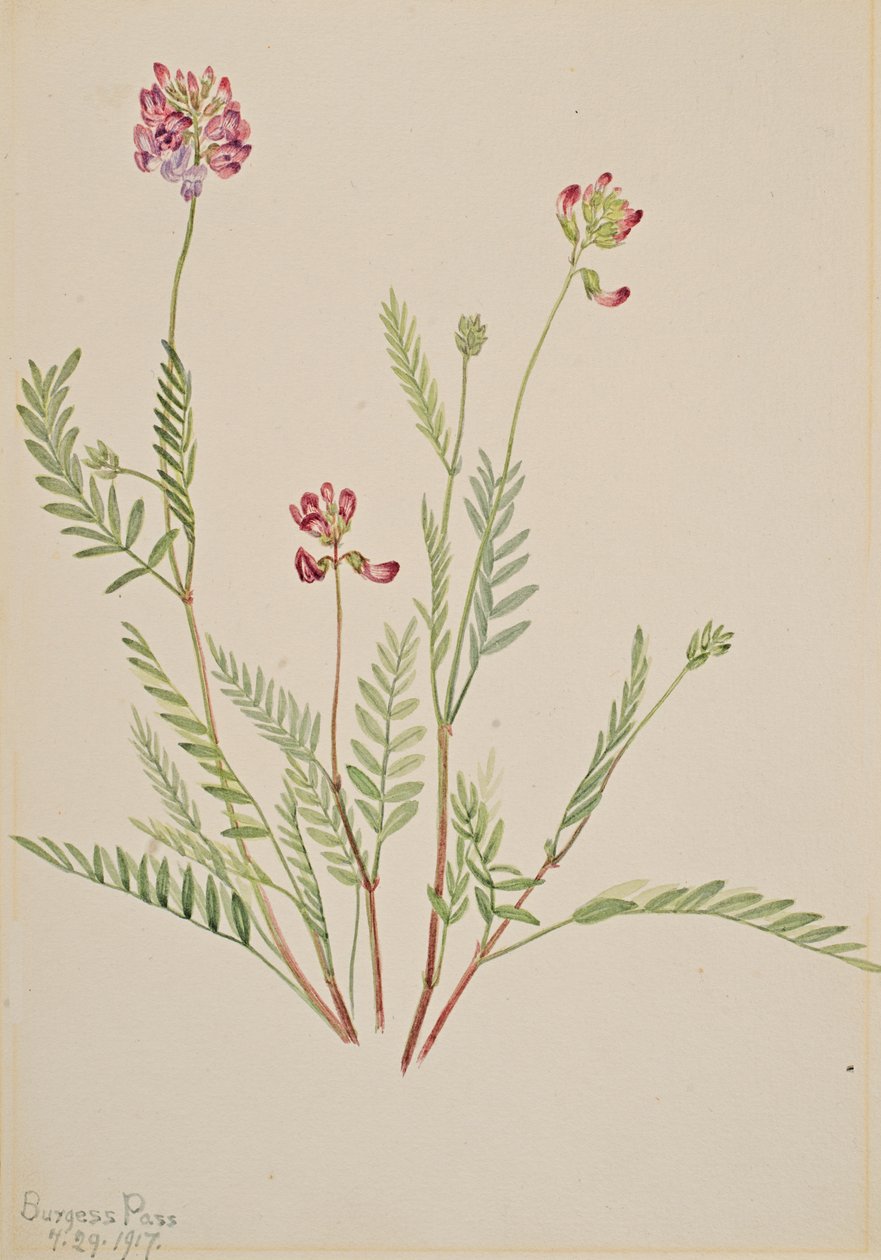 Alpine Vetch Astragalus bourgovii, 1917. de Mary Vaux Walcott