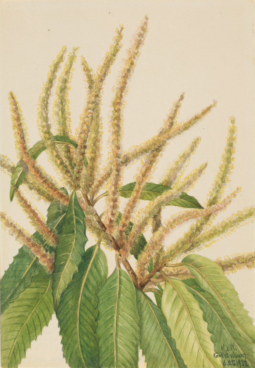 Castanheiro americano (Castanea dentata) de Mary Vaux Walcott