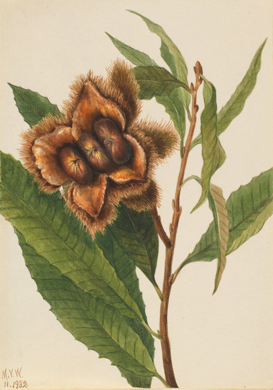 American Chestnut Castanea dentata, 1932. de Mary Vaux Walcott