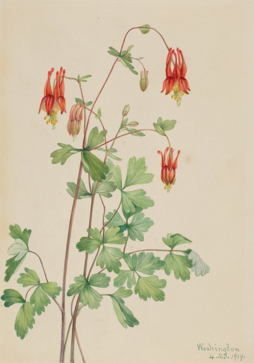Columbina americana (Aquilegia canadensis) de Mary Vaux Walcott