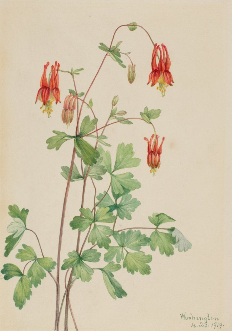 American Columbine Aquilegia canadensis, 1919. de Mary Vaux Walcott