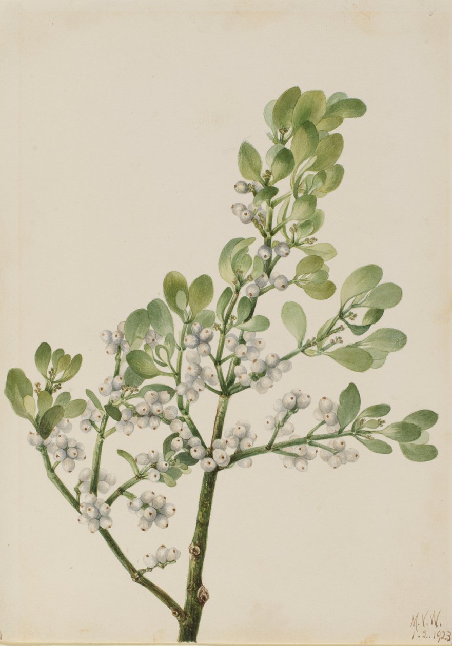 Visco americano (Phoradendron flavescens) de Mary Vaux Walcott