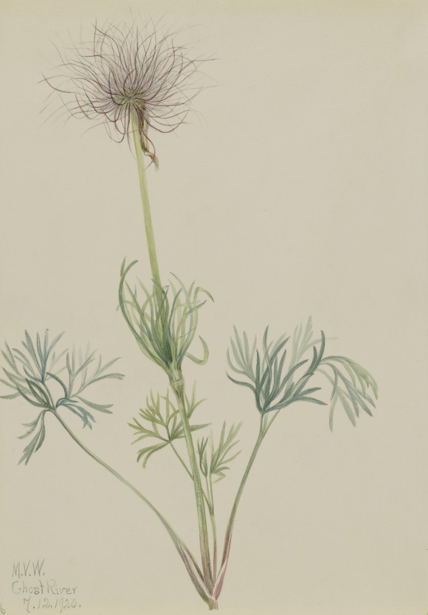 Flor-de-passarinho-americana (Pulsatilla ludoviciana) de Mary Vaux Walcott