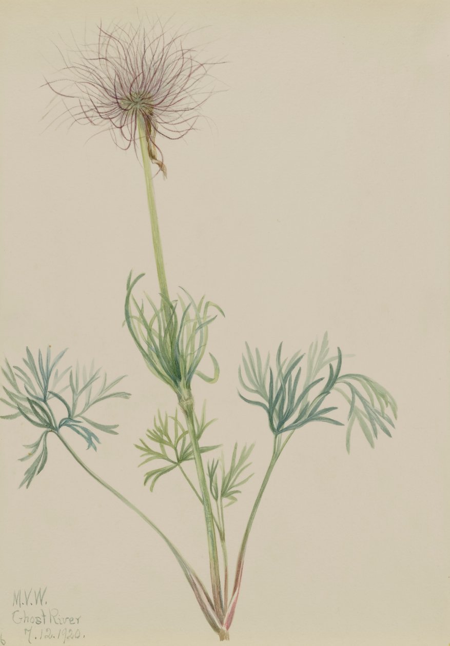 American Pasqueflower Pulsatilla ludoviciana, 1920. de Mary Vaux Walcott