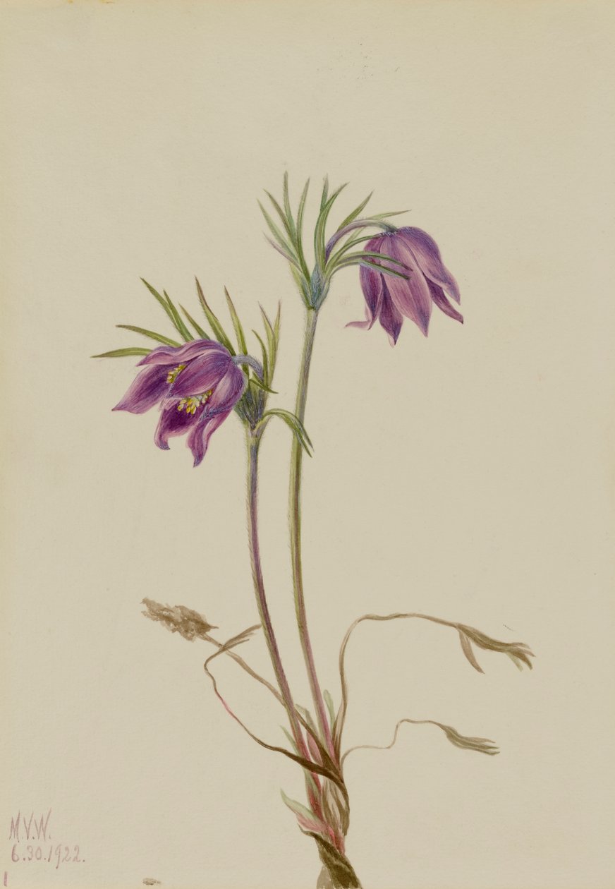 American Pasqueflower Pulsatilla ludoviciana, 1922. de Mary Vaux Walcott