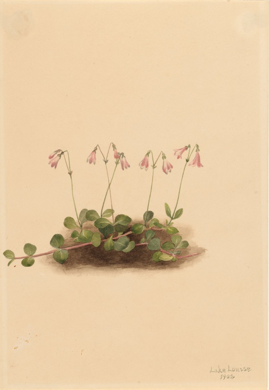 Flor gémea americana (Linnaea borealis americana) de Mary Vaux Walcott
