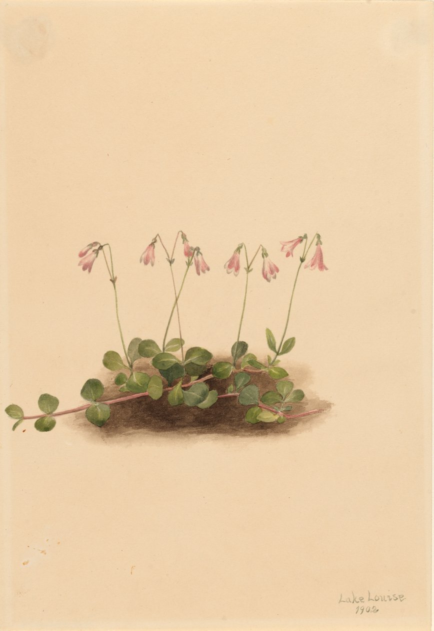 American Twinflower Linnaea borealis americana, 1902. de Mary Vaux Walcott
