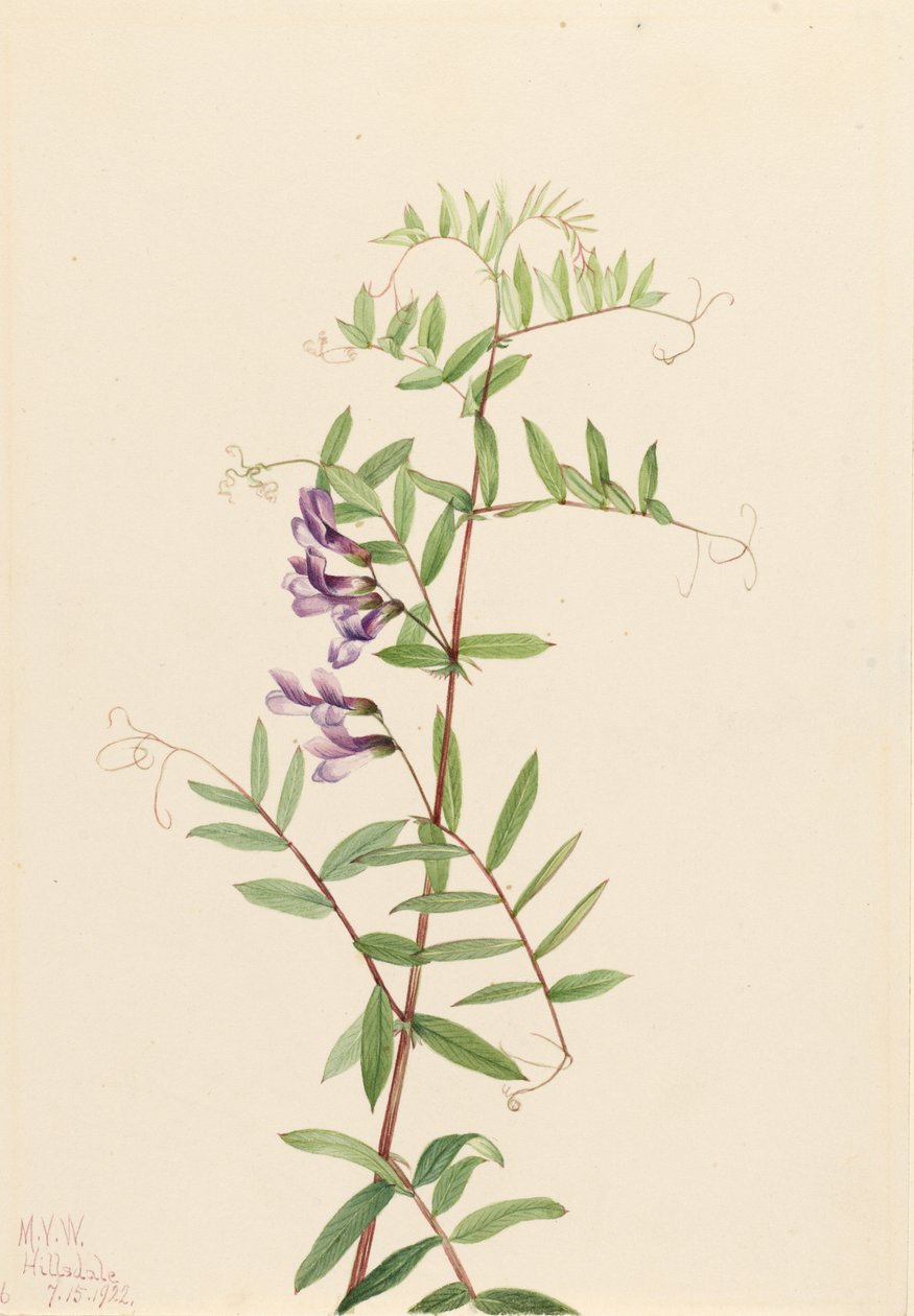 Ervilhaca americana (Vicia americana) de Mary Vaux Walcott