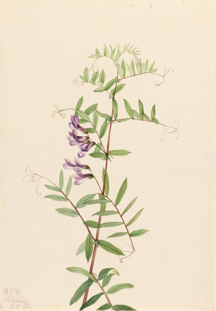 American Vetch Vicia americana, 1922. de Mary Vaux Walcott