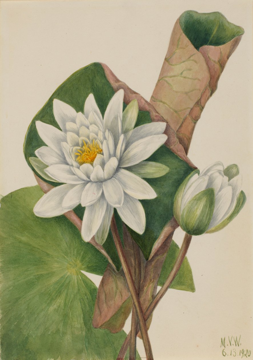 Nenúfar americano (Castalia odorata) de Mary Vaux Walcott