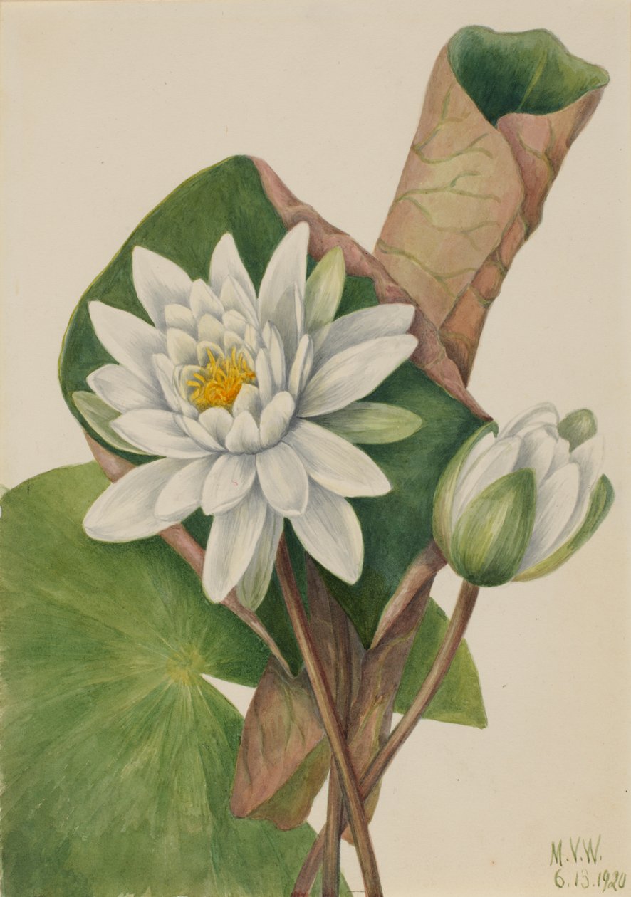 Nenúfar americano Castalia odorata, 1920. de Mary Vaux Walcott