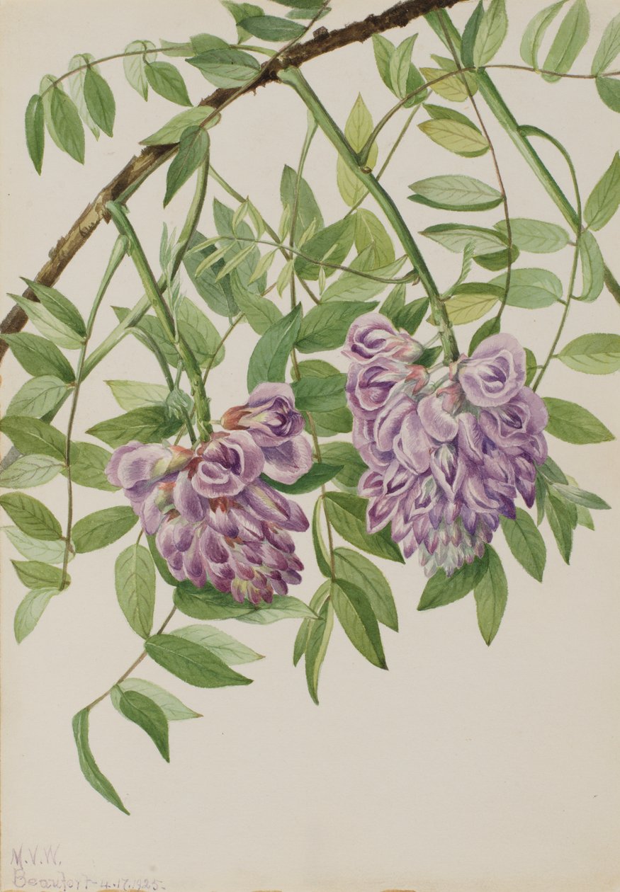 Wisteria Kraunhia frutescens americana, 1925. de Mary Vaux Walcott